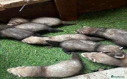 Ferret rodents for sale: Baby Ferrets - Image 8