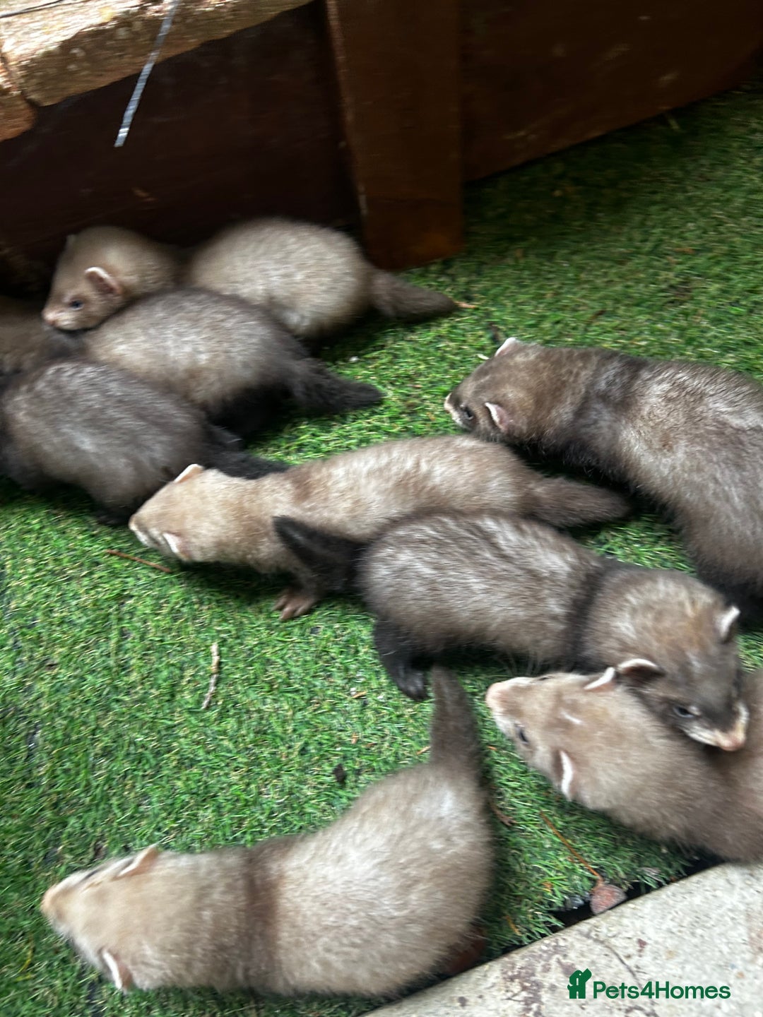 Ferret rodents for sale: Baby Ferrets - Image 8