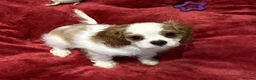 Cavalier King Charles Spaniel dogs for sale: Stunning Health Tested Cavalier King Charles Puppy - Advert 4