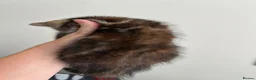 Mixed Breed cats for sale: Kittens  - Advert 5