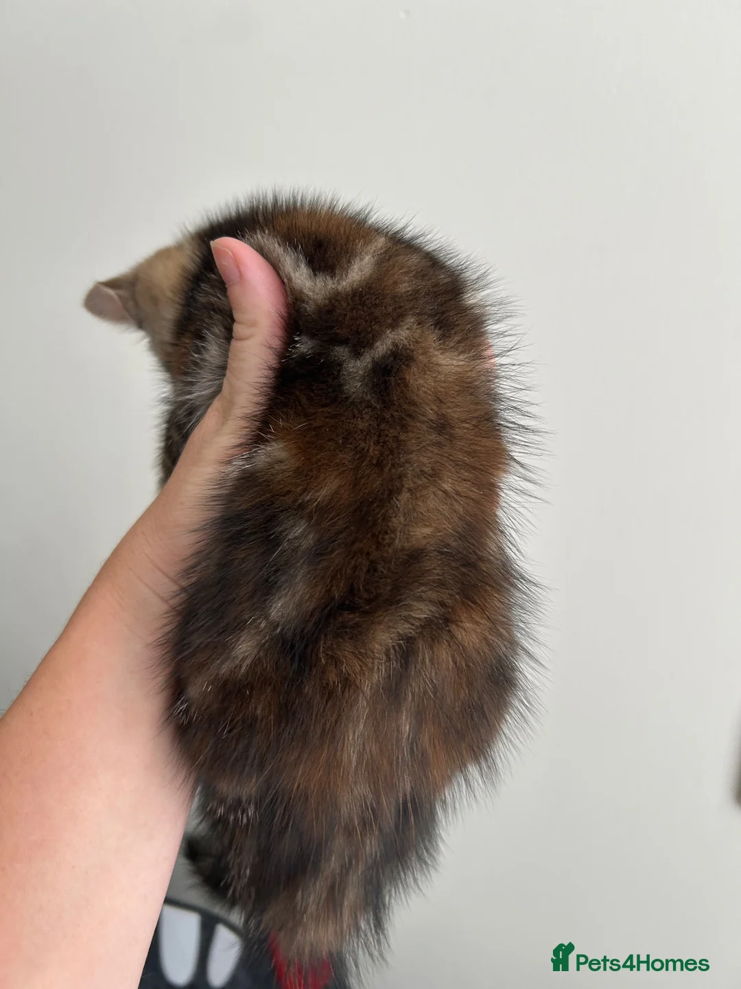 Mixed Breed cats for sale: Kittens  - Advert 5