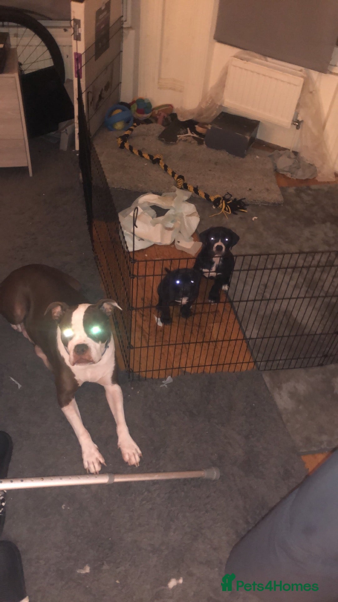 Mixed Breed dogs 2 mixed breed bulldog cane corso puppies  - Advert 1