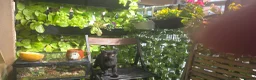 Mixed Breed cats for sale: 8 month old cuddly male kitten needs new home - Advert 3