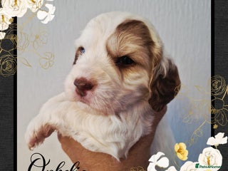 Cockapoo dogs - Advert 14