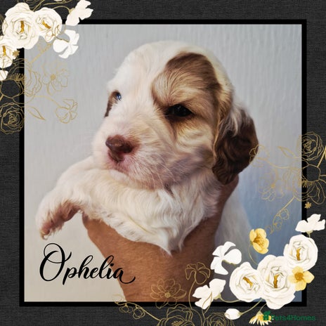 Cockapoo dogs - Advert 11