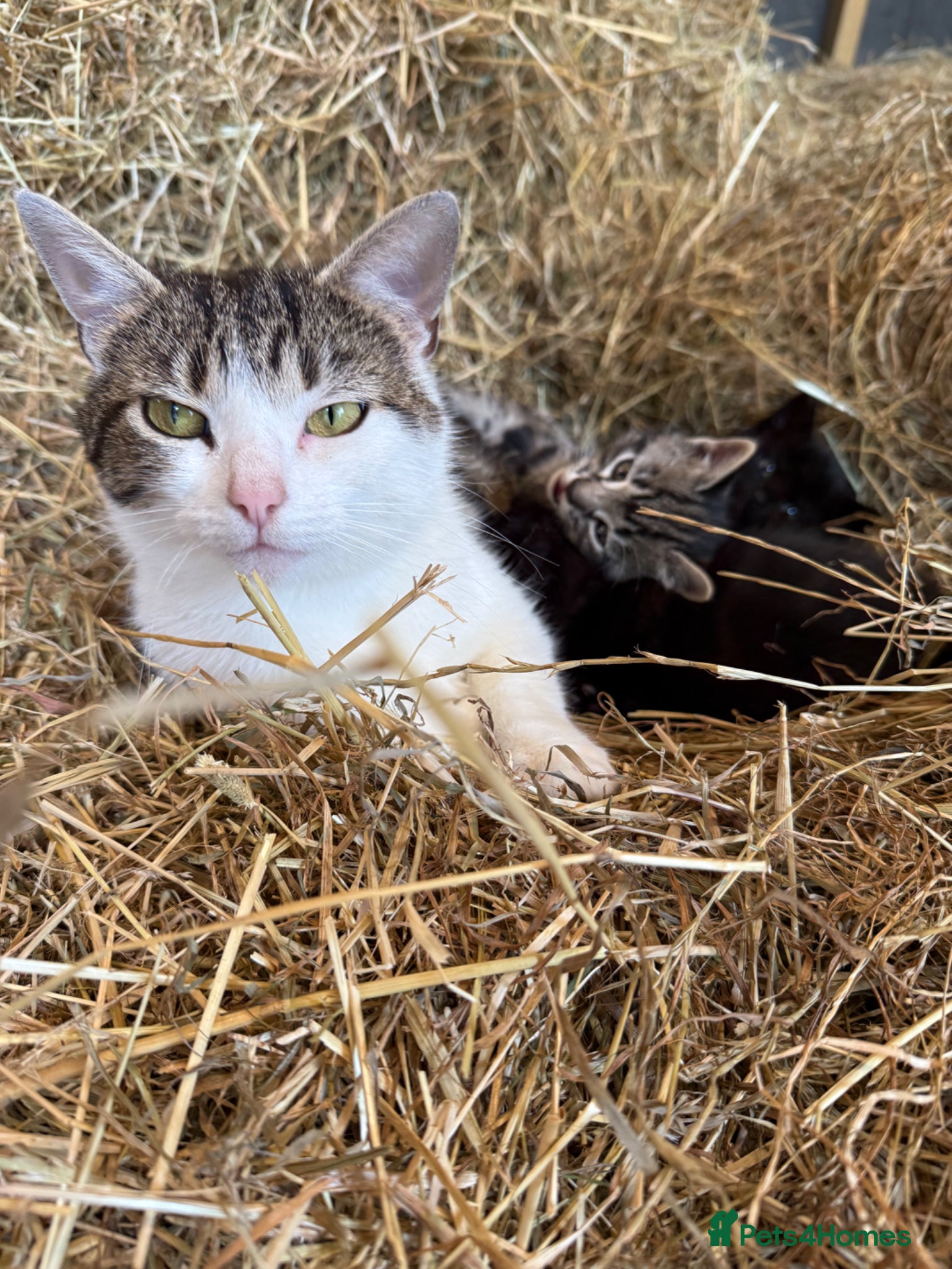 Mixed Breed cats for sale: 1 Female Kitten for sale  - Advert 2