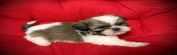 Shih Tzu dogs for sale: PURE TINY SHIH TZU PUPPIES😍 - Advert 9