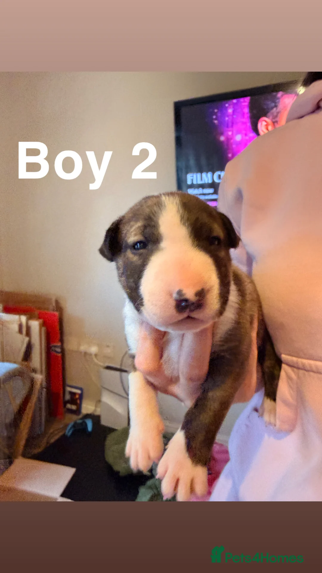 English Bull Terrier dogs for sale: KC registered English Bull Terrier Puppies - Advert 10