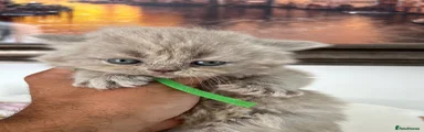 British longhair 1 Lilac