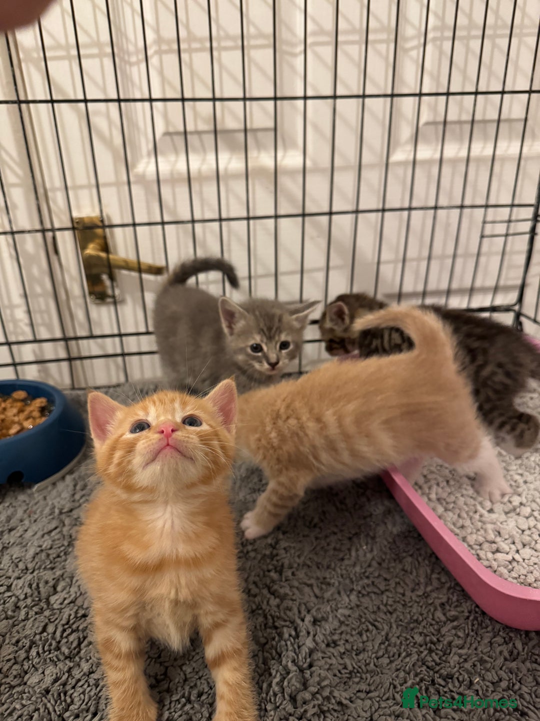 American Shorthair cats for sale: 4 stunning bsh x American short kittens avail - Image 25