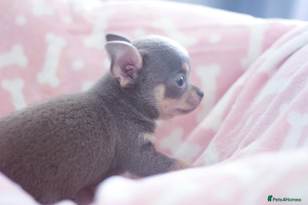 Chihuahua dogs for sale: Kc Registered Quality chihuahua puppies  - Image 12