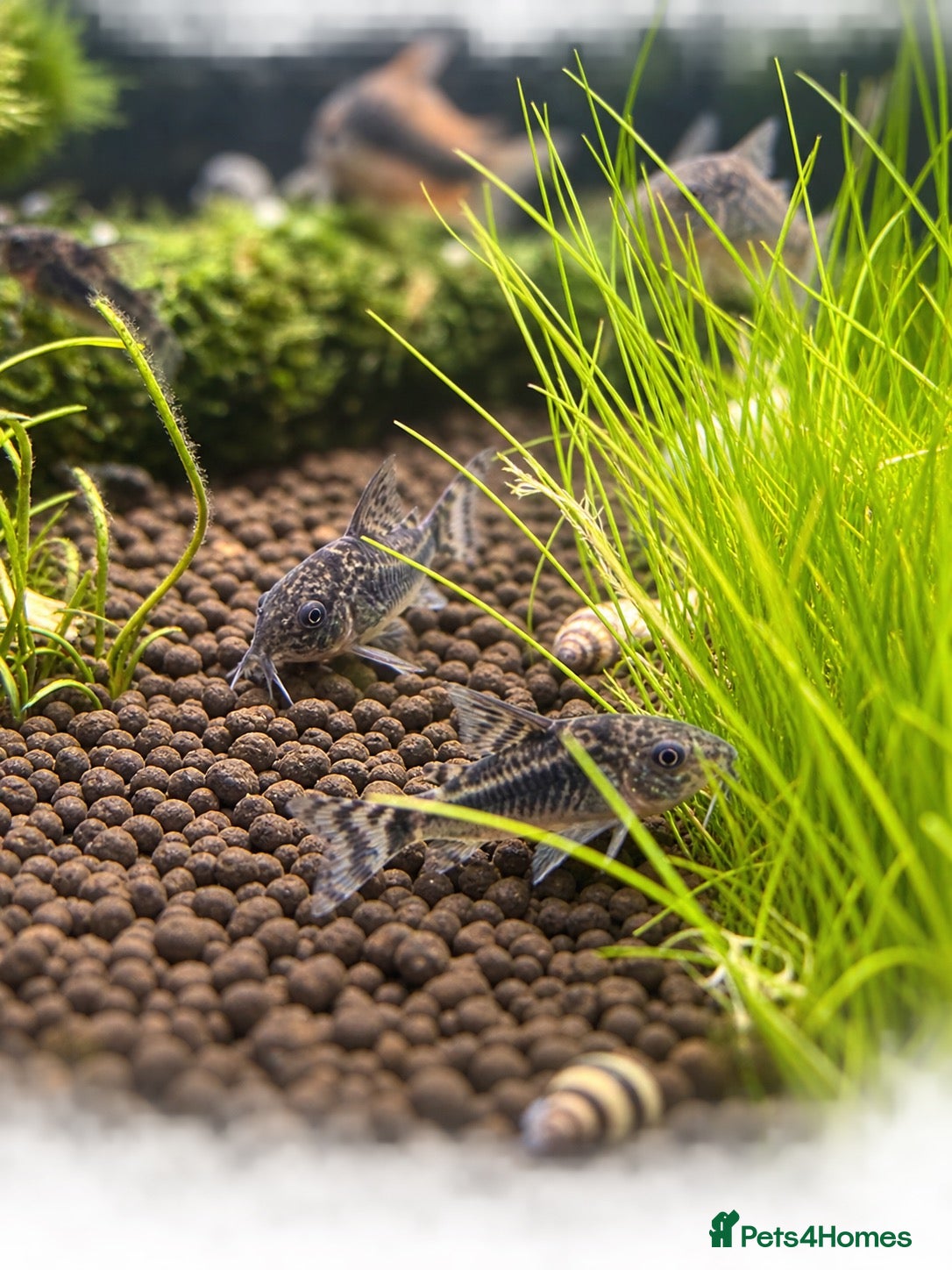 Corys fish Peppered Cory catfish  - Advert 1