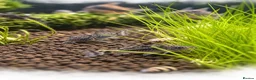 Corys fish for sale: Peppered Cory catfish  - Advert 1