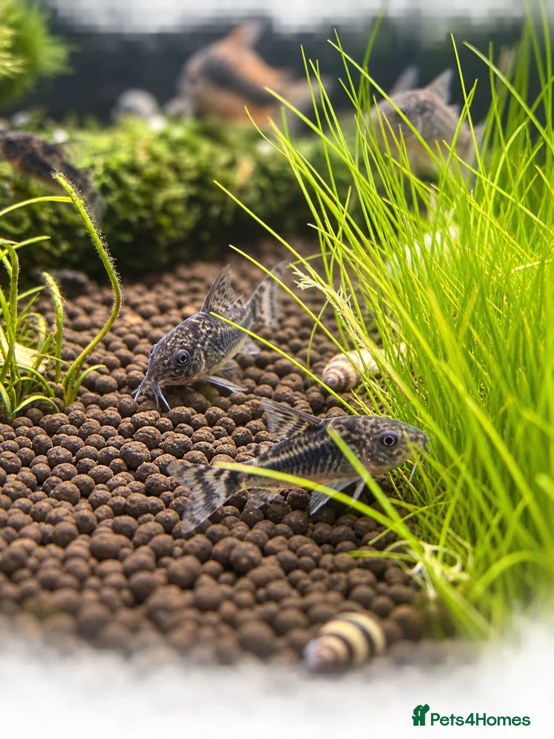 Corys fish for sale: Peppered Cory catfish  - Advert 1