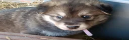 Northern Inuit dogs for sale: Northern Inuit puppies  in Inverness - Advert 7