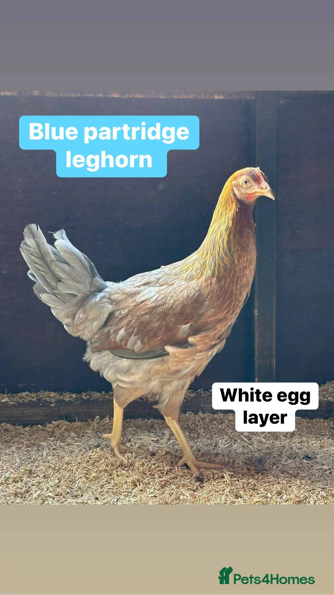 Chickens poultry for sale: Coloured hybrid hens at point of lay - Advert 5