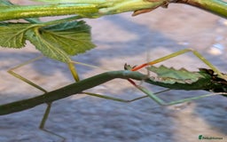 Stick Insects invertebrates for sale: Free stick insects nymphs - Image 1