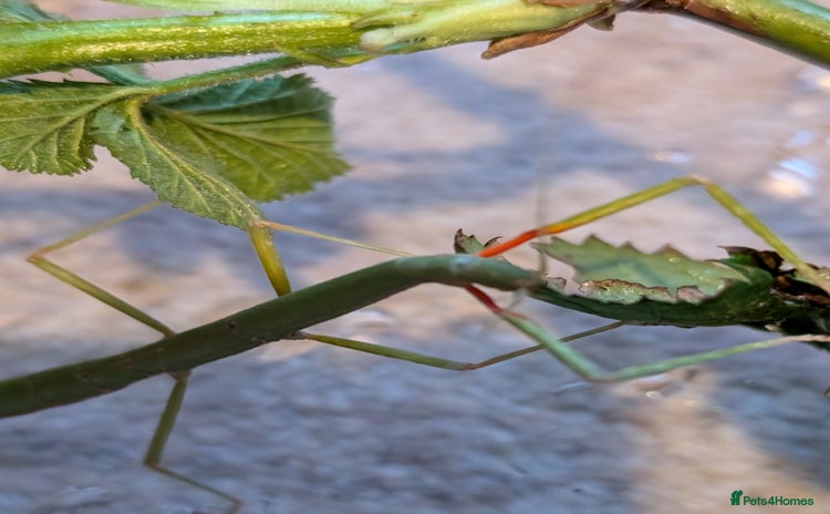 Stick Insects invertebrates - Advert 1