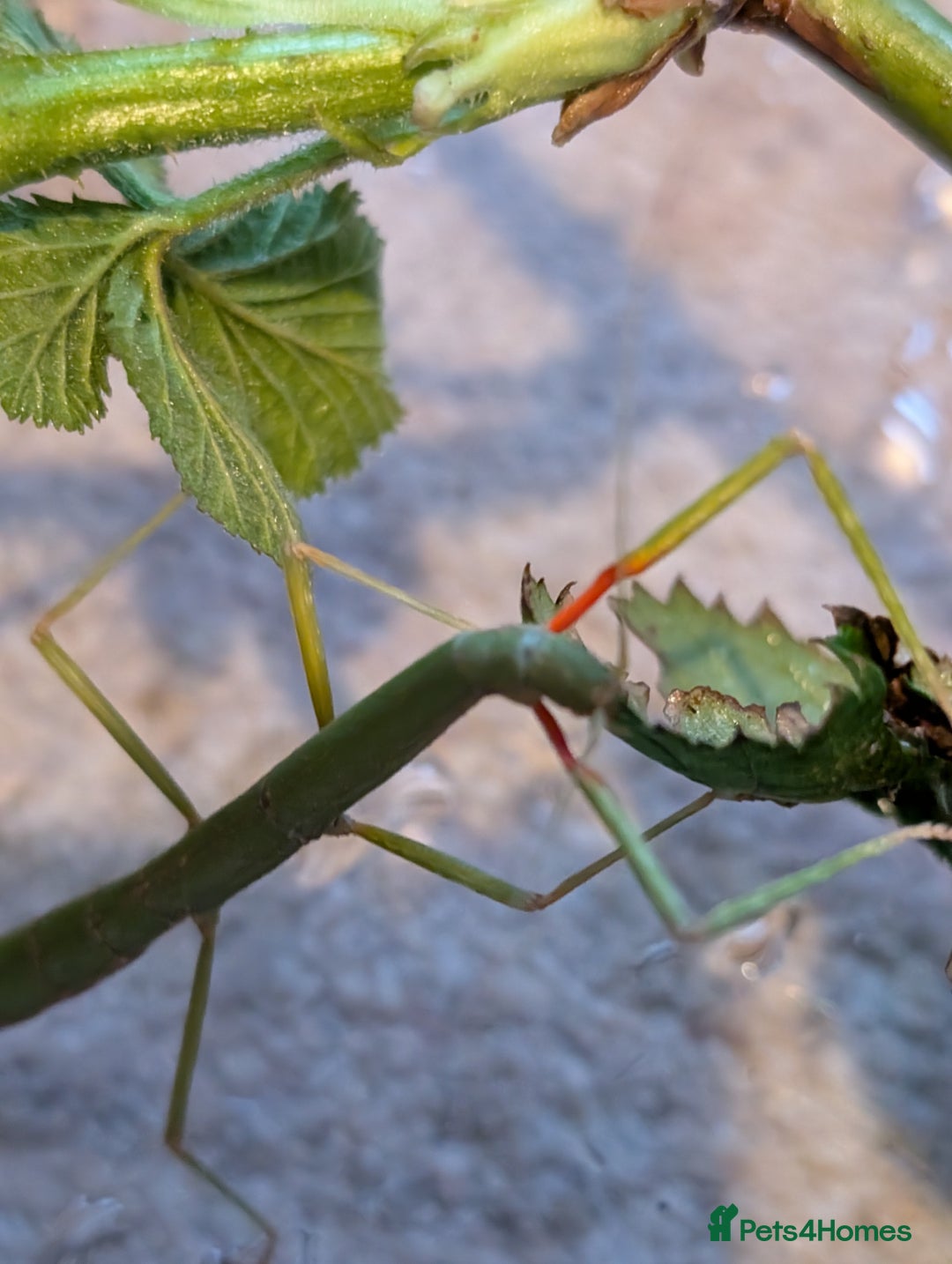 Stick Insects invertebrates for sale: Free stick insects nymphs - Image 1