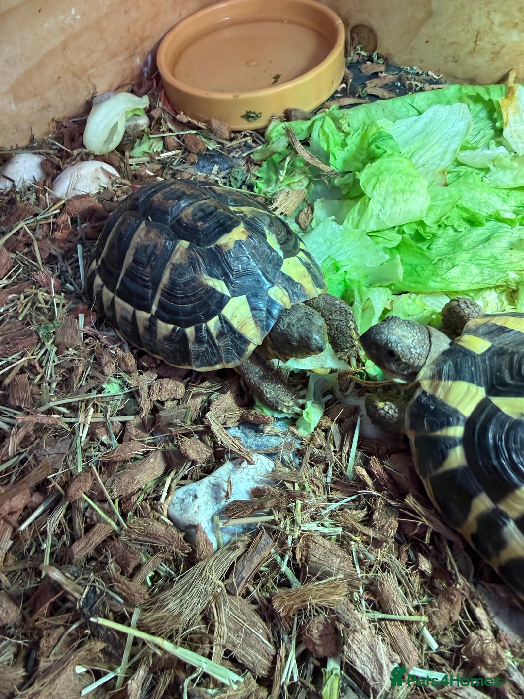 Hermann Tortoise reptiles for sale: Western dwarf Tortoise - Advert 2