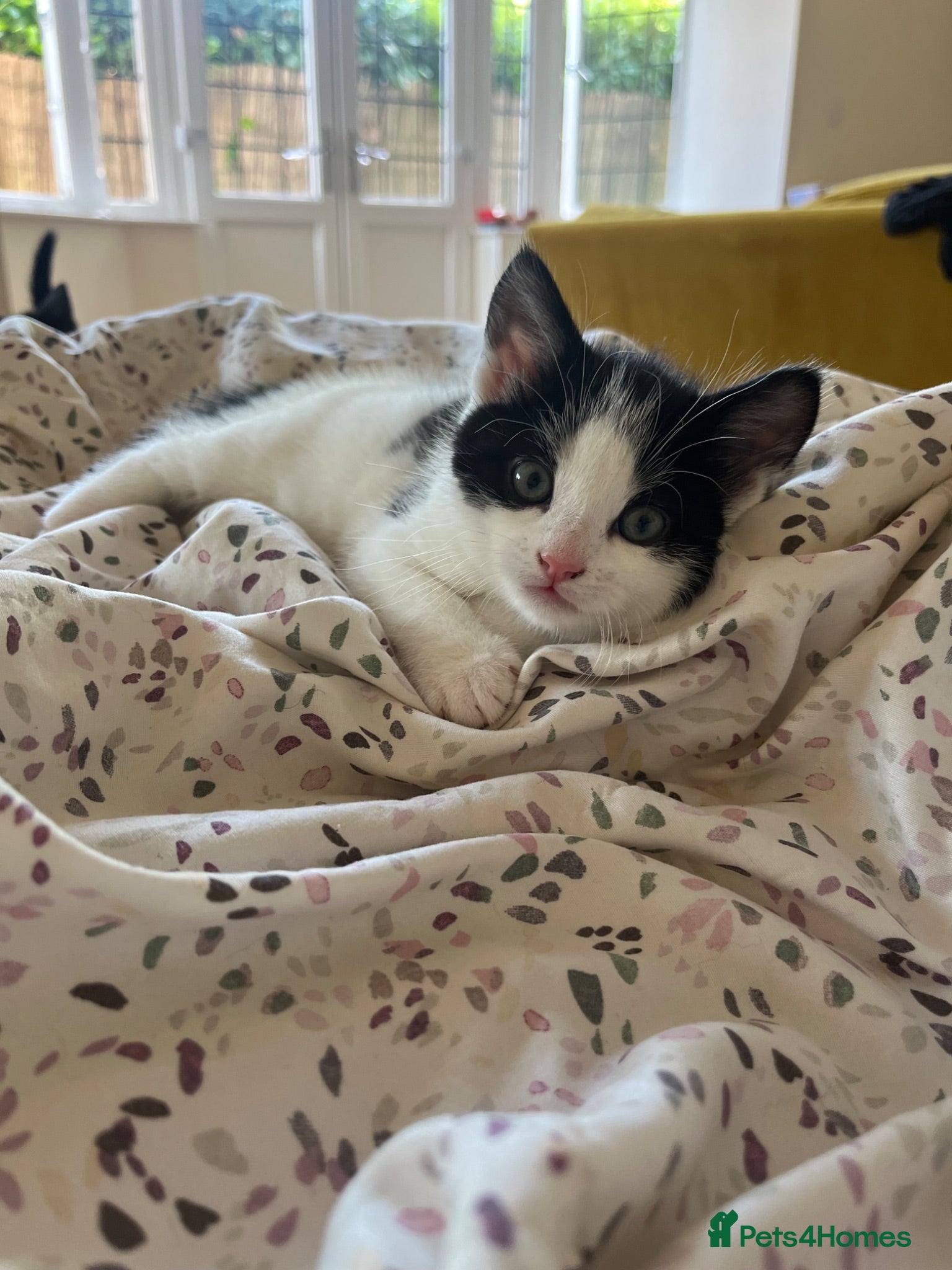 Mixed Breed cats 2 beautiful kittens ready in 2 weeks Malvern - Advert 20
