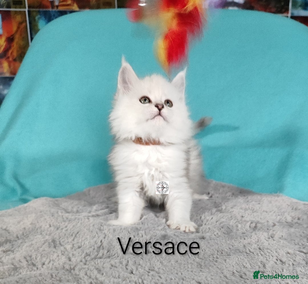 Maine Coon cats for sale: Unique beautiful kittens  - Advert 14