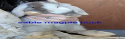 Mini Lop rabbits for sale: Pure bred minilops - Advert 21
