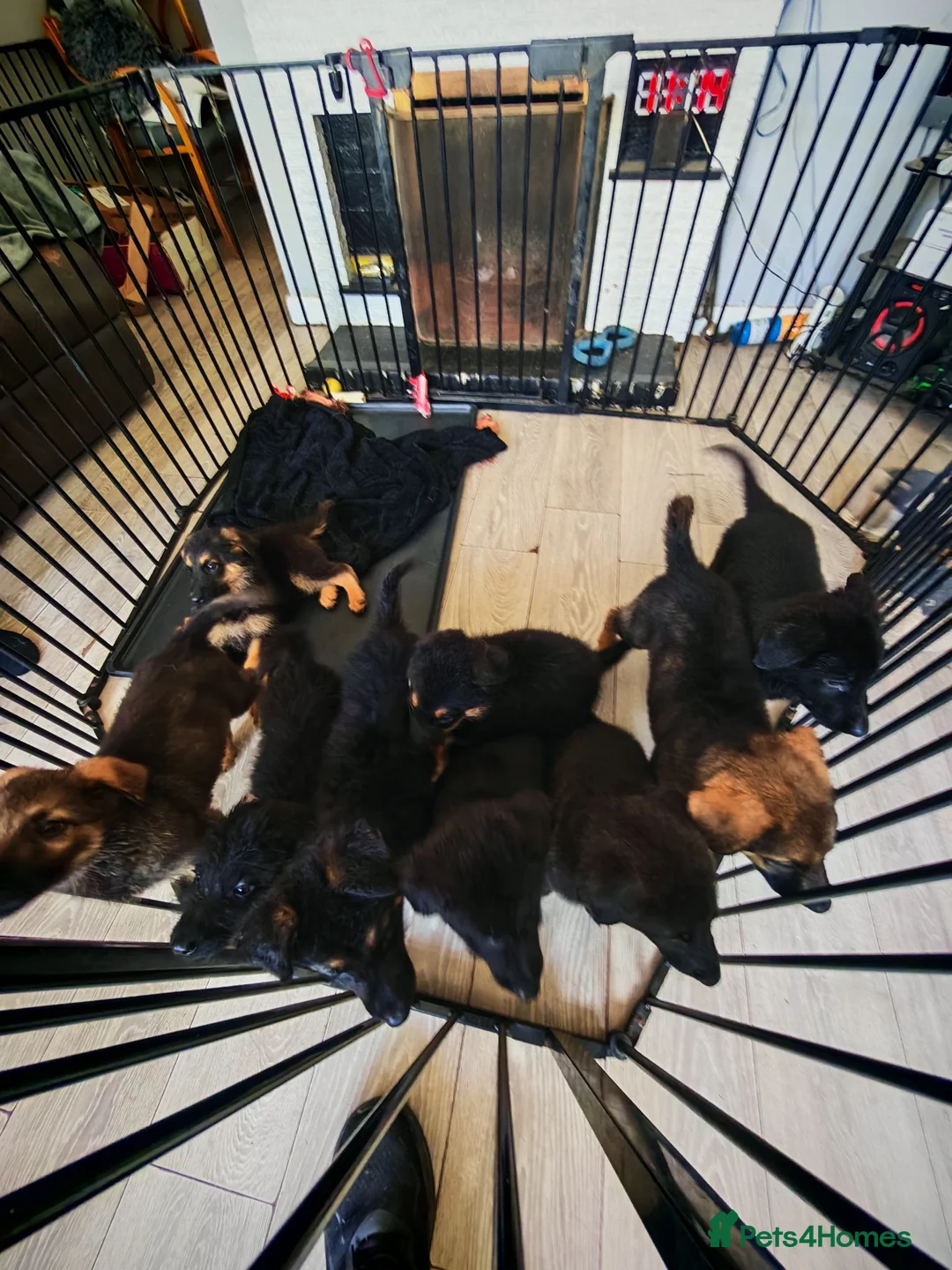 Mixed Breed dogs for sale: Shepadoodle puppies for sale  in Boston - Advert 2