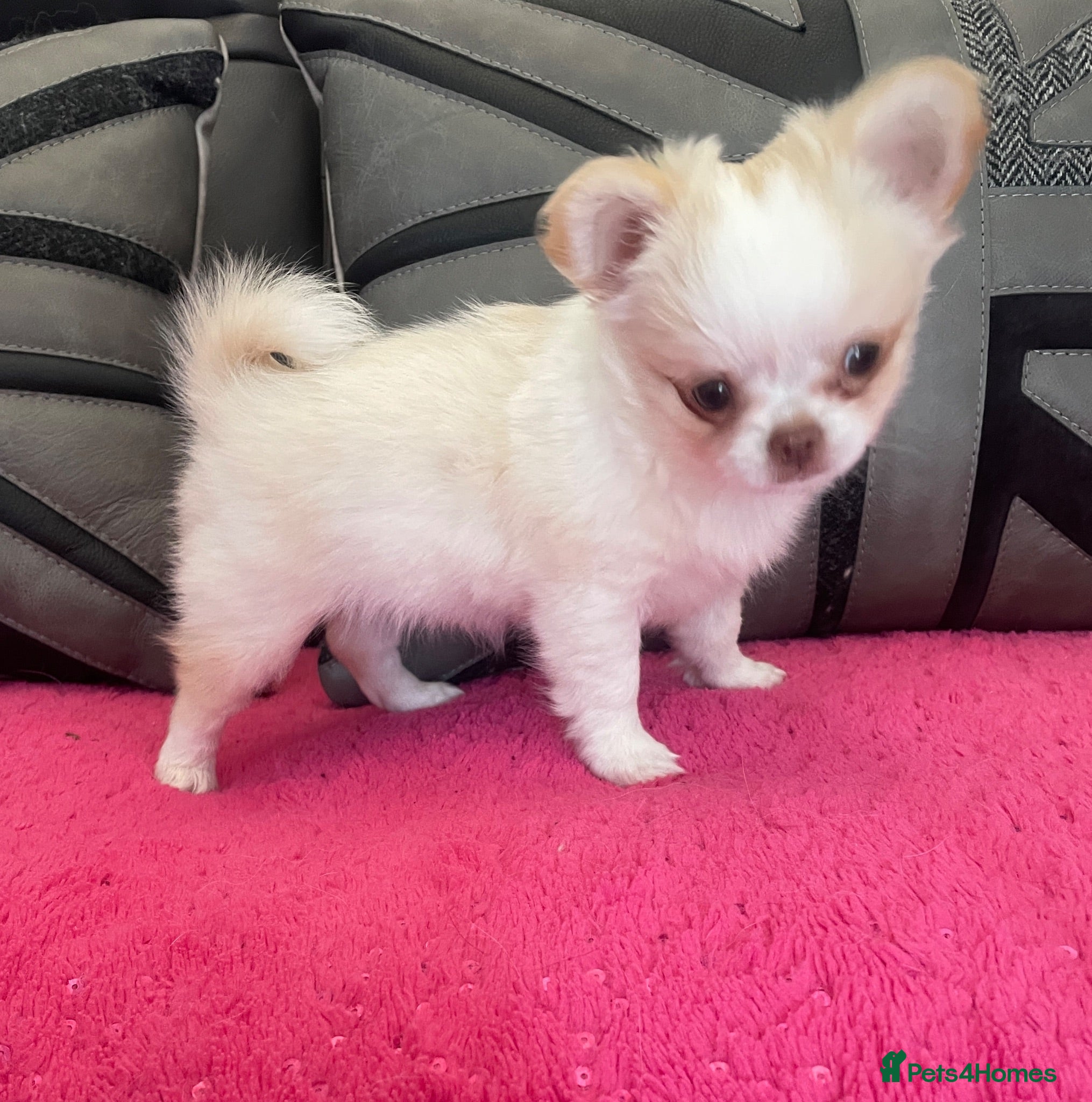 Chihuahua dogs One stunning little Girl 💖🌟💖 Ready next week - Advert 2