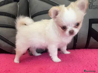 Chihuahua dogs One stunning little Girl 💖🌟💖 Ready next week - Advert 2