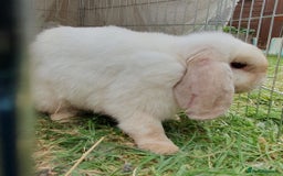 Mini Lop rabbits for sale: Spayed and neutered rabbits for adoption - Image 2