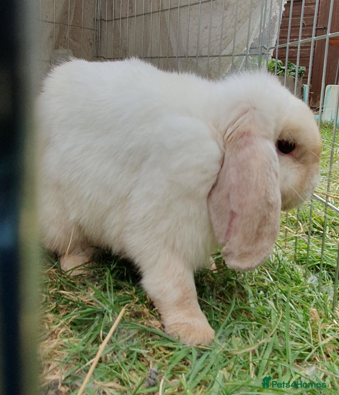 Mini Lop rabbits for sale: Spayed and neutered rabbits for adoption - Image 2