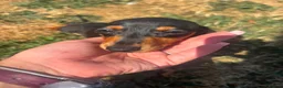 Miniature Dachshund dogs for sale: Miniature dachshund puppies  - Advert 14
