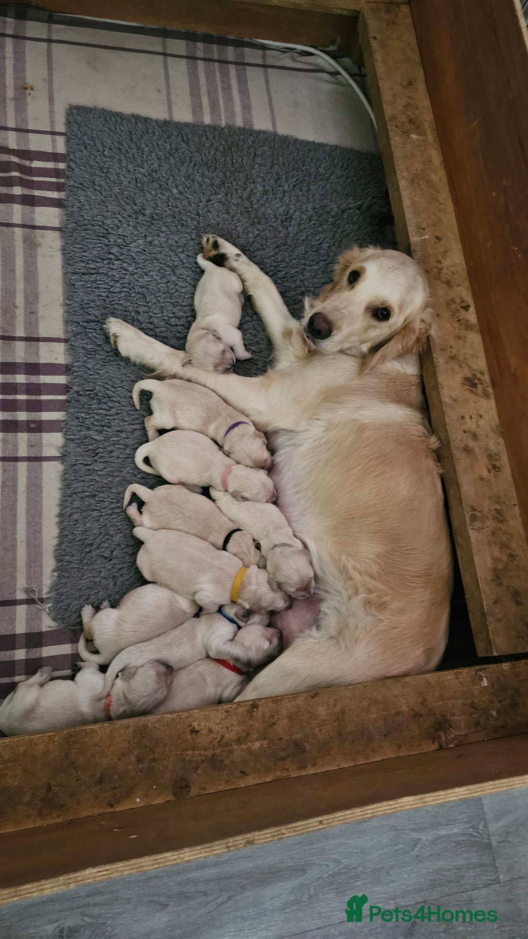 Golden Retriever dogs for sale: Beautiful KC Golden Retriever Puppies - Image 13