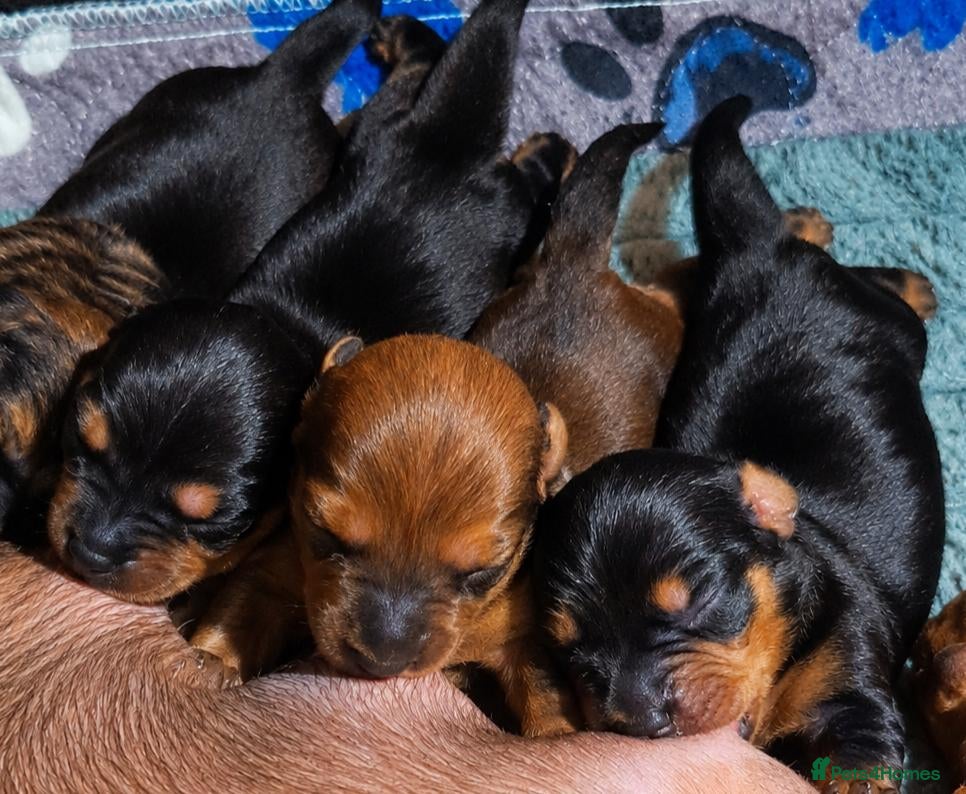 Miniature Dachshund dogs for sale: Ready 18th December - KC Miniature Dachshunds - Advert 18