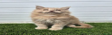 Maine Coon Kitten 1