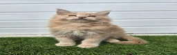 Maine Coon cats for sale: Outstanding gccf pet registered babies  - Advert 23