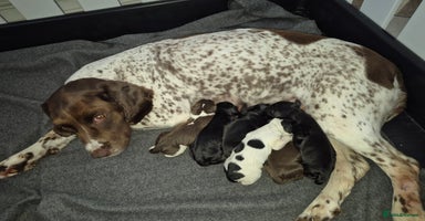 Sprocker dogs Beautiful Sprocker Pups - Advert 1