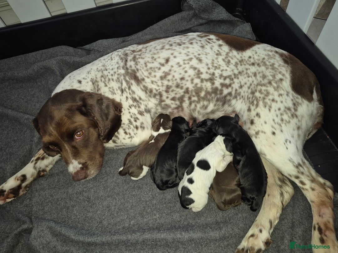 Sprocker dogs for sale: Beautiful Sprocker Pups - Advert 3