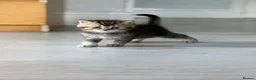 British Shorthair cats for sale: Scottish Fold/ Straight kittens available now - Advert 9