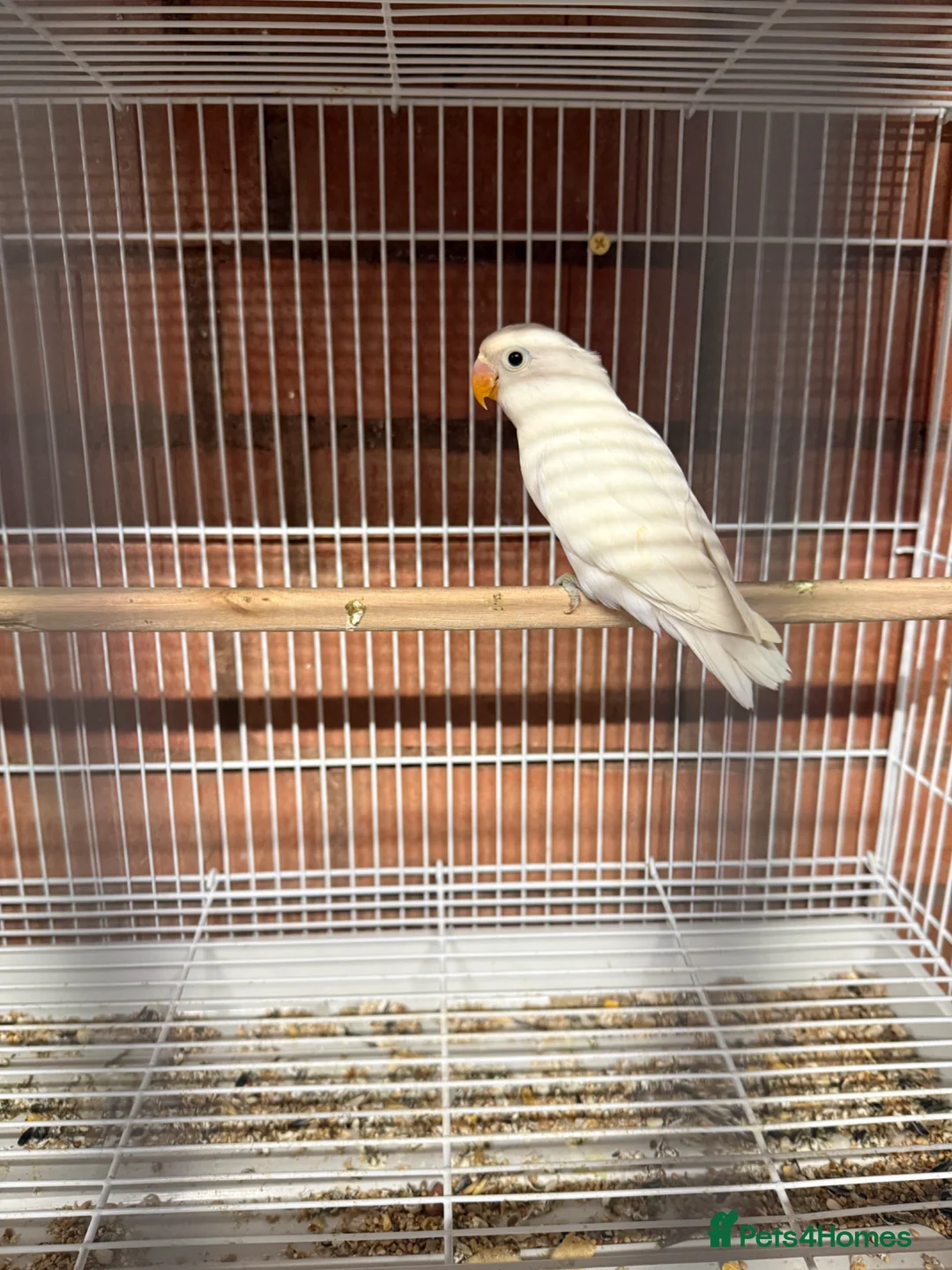 Lovebirds birds for sale: 2 pairs Lovebirds - Advert 7