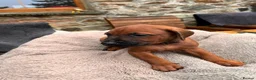 Rhodesian Ridgeback dogs for sale: Rhodesian Ridgeback Puppies - Advert 8