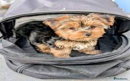 Yorkshire Terrier dogs for sale: 3 Male Yorkshire terriers left  - Image 18
