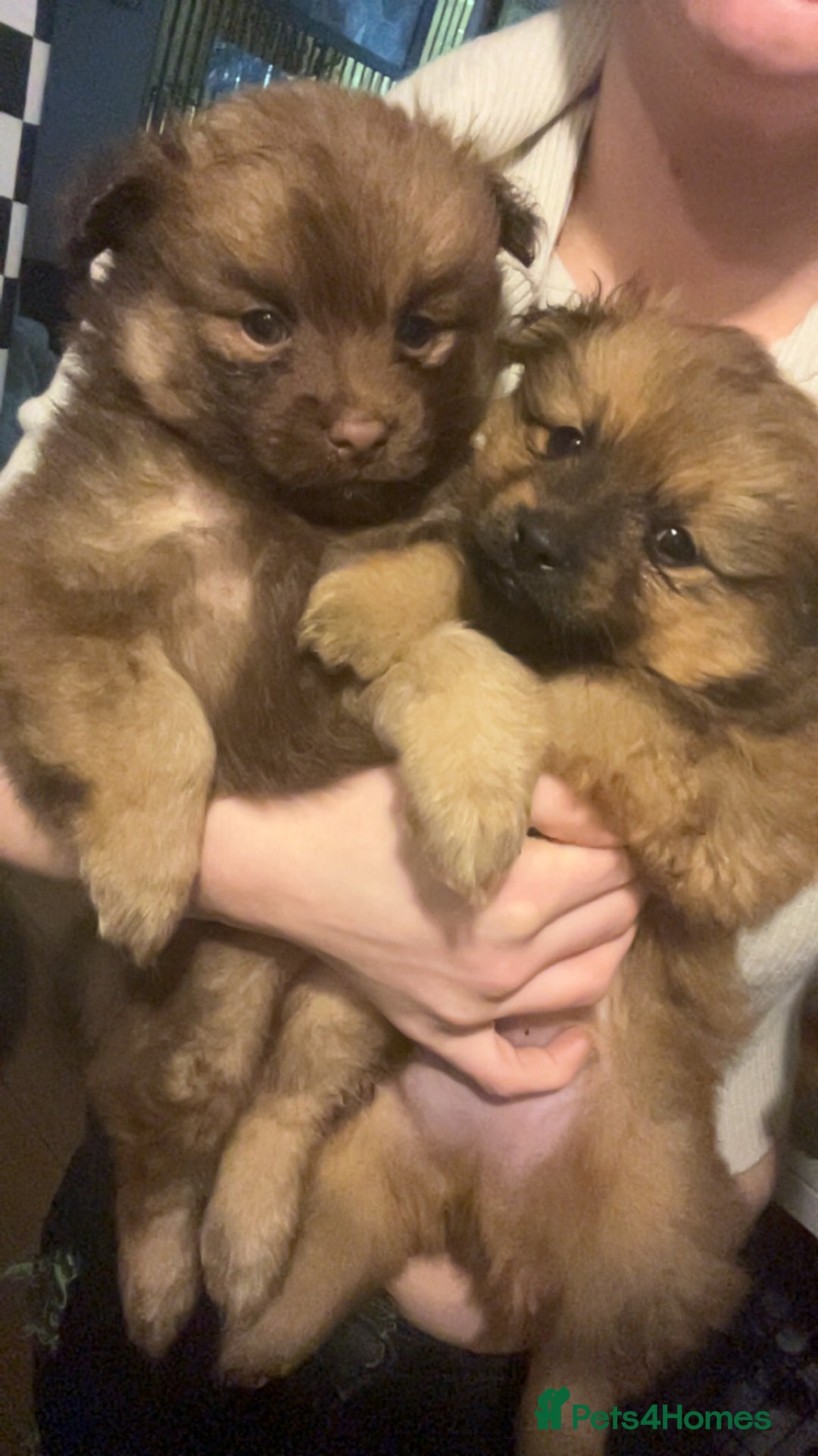 Pomchi dogs for sale: Pomeranian x pomchi puppys - Advert 2