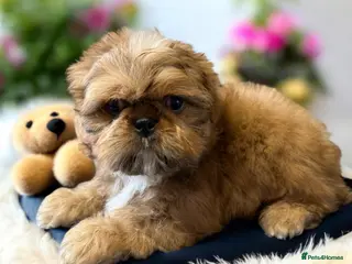 Shih Tzu dogs Stunning Shihtzu puppies one boy available! - Advert 5