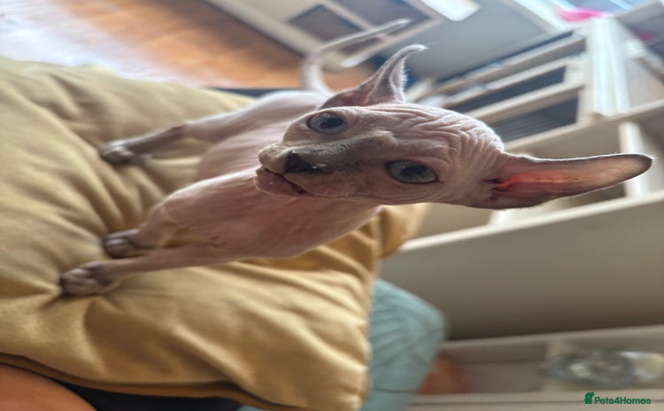 Sphynx cats - Advert 2