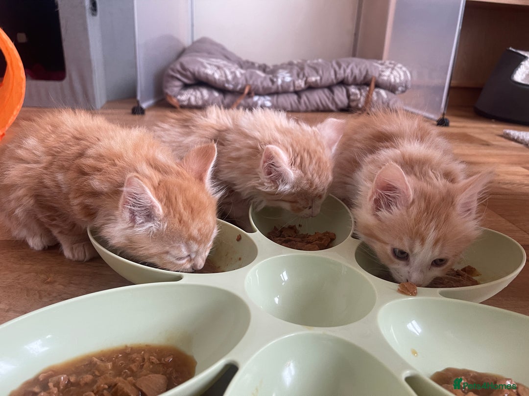 Mixed Breed cats for sale: 5 Fluffy Half Maine Coon kittens - Advert 3