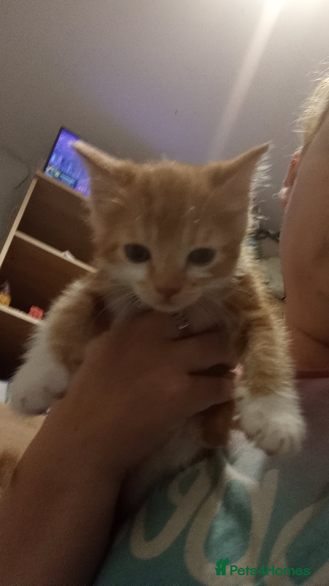 Mixed Breed cats for sale: Kittens  - Advert 8