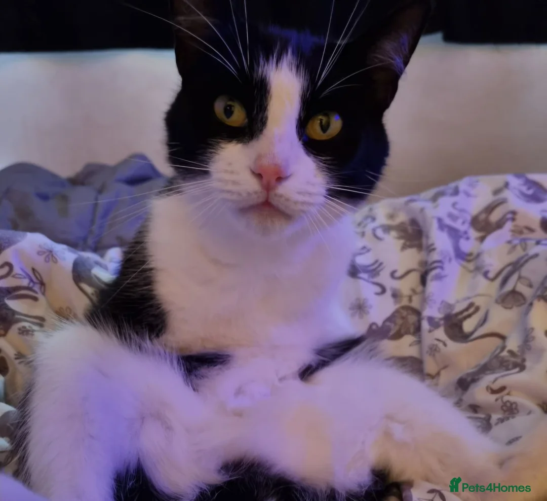 British Shorthair cats for sale: Beautiful Mother and Son up for rehoming! - Advert 3