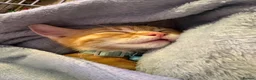 Mixed Breed cats for sale: Mixed ginger kitten - Advert 3